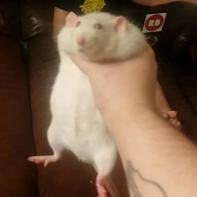 SQUISH RAT
